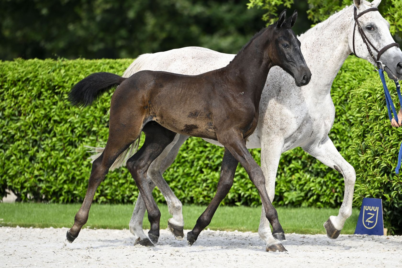 OTHELLO RB Z - Brother of 1.60m jumping BERLINO Z & bred out